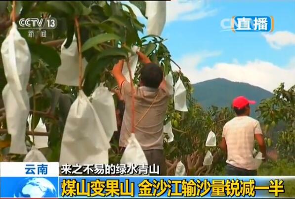 當地農民靠種植芒果發家致富