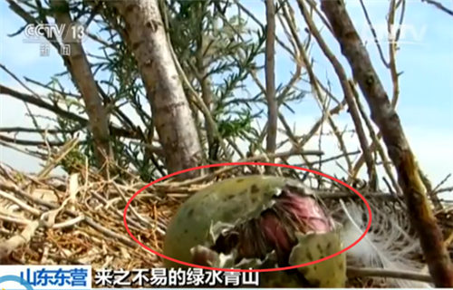 鳥兒破殼而出