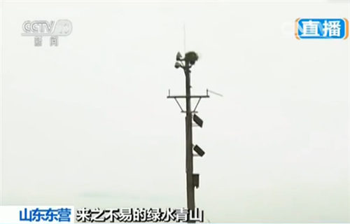 高桿頂端的鳥巢