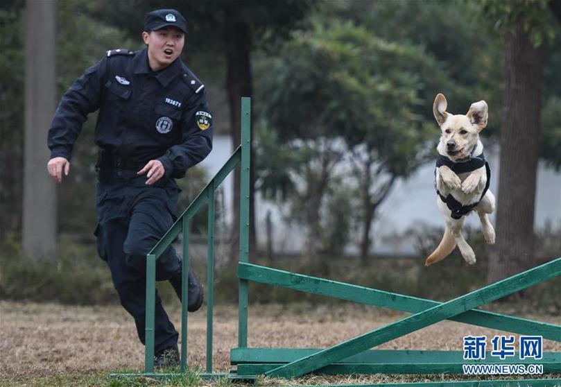 （社會）（2）警犬“皮特”備戰它的首個春運