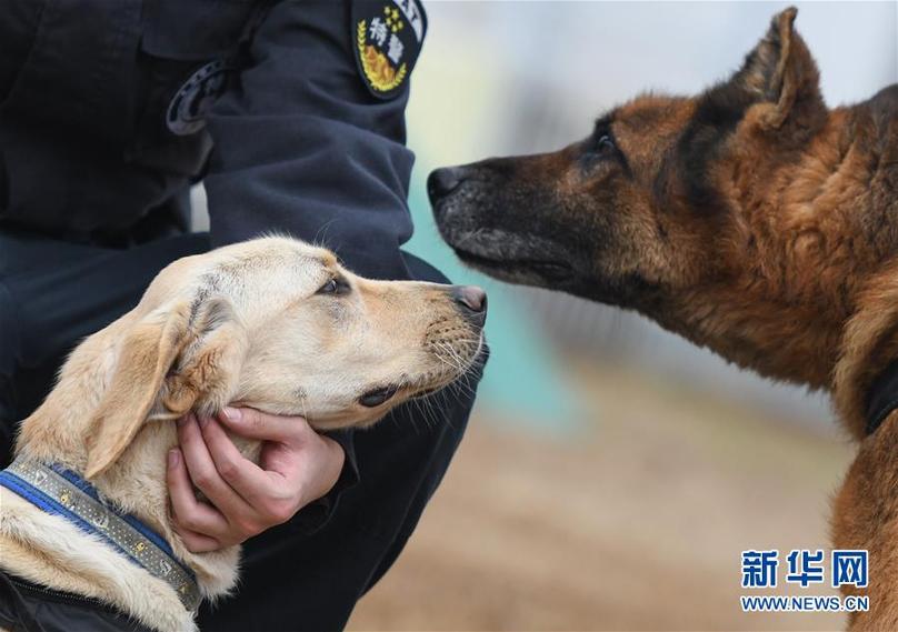 （社會）（3）警犬“皮特”備戰它的首個春運