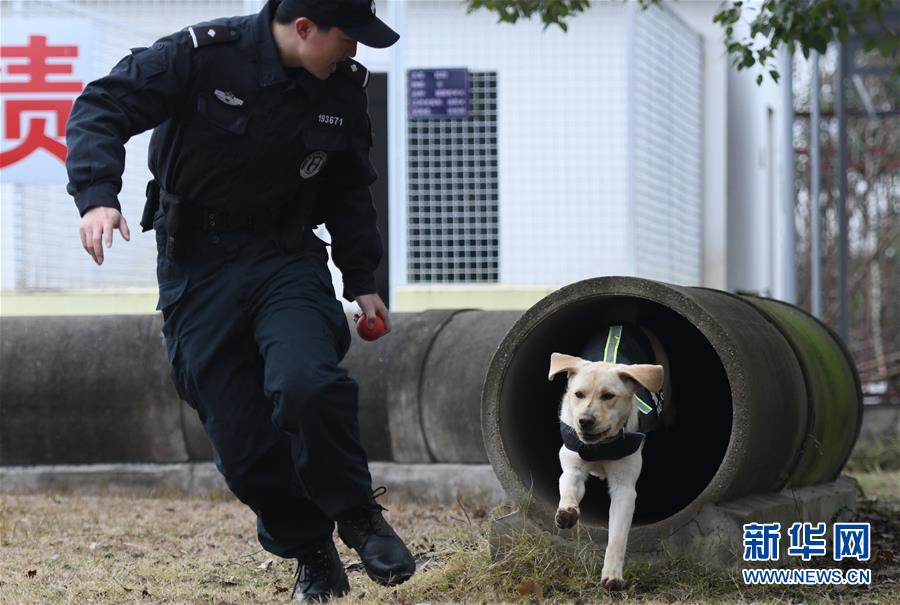 （社會）（4）警犬“皮特”備戰它的首個春運