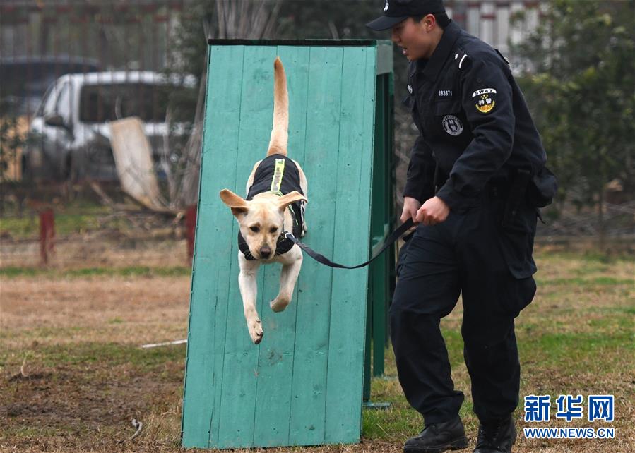 （社會）（5）警犬“皮特”備戰它的首個春運