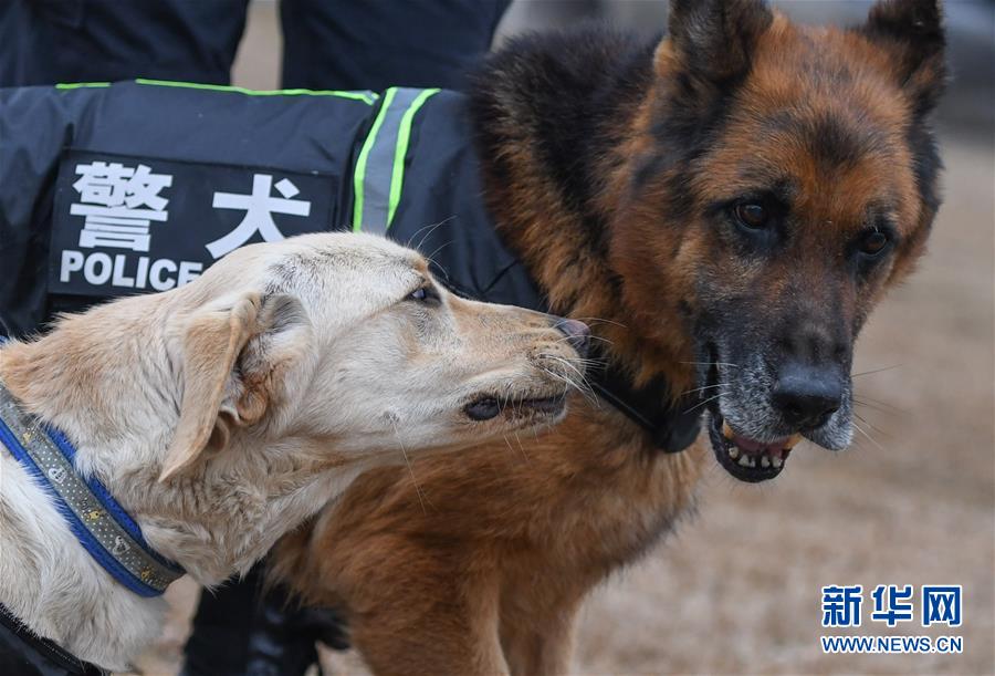 （社會(huì)）（6）警犬“皮特”備戰(zhàn)它的首個(gè)春運(yùn)