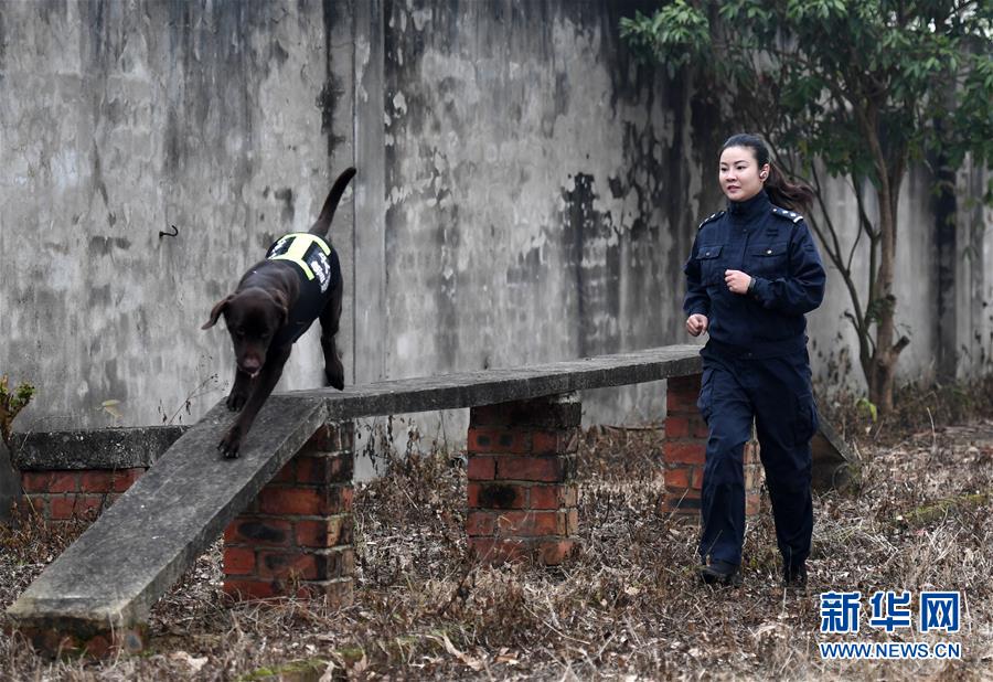 （關注春運·圖片故事）（1）一個“警犬媽媽”的十年春運堅守