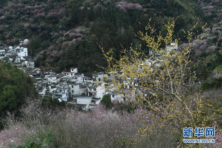 （社會）（1）梅花迎新春