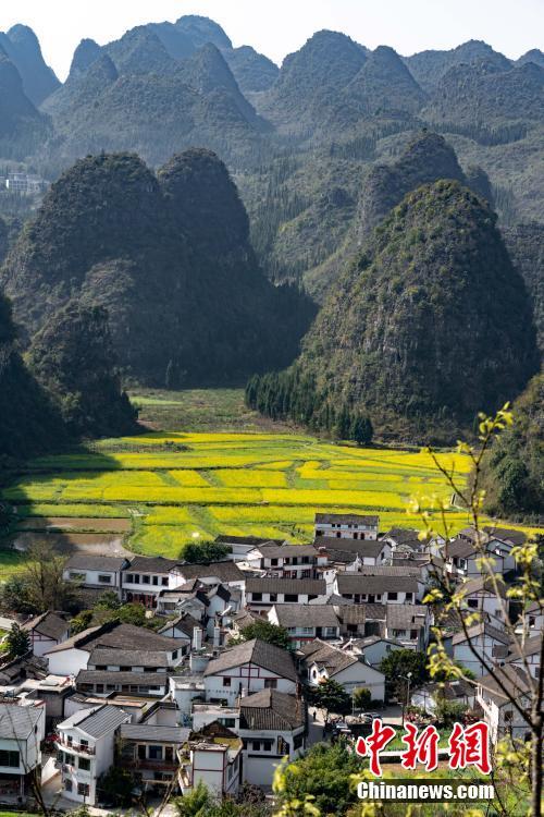 貴州興義萬峰林萬畝油菜花競相開放