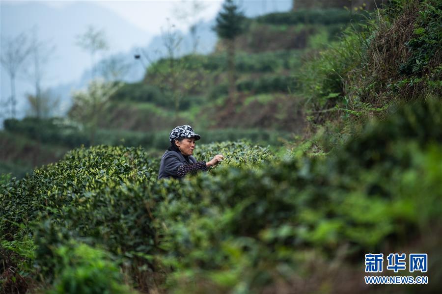（經濟）（1）貴州春茶陸續開采