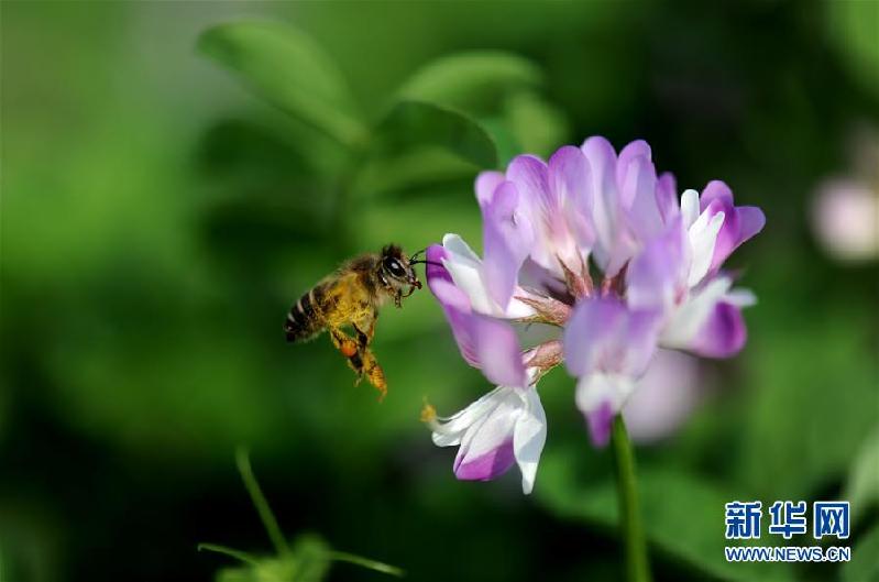 （春季美麗生態(tài)）（1）上海：千花百卉爭(zhēng)明媚