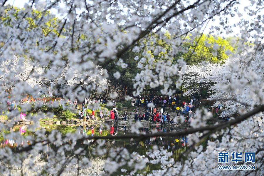 （環境）（1）春日櫻滿園