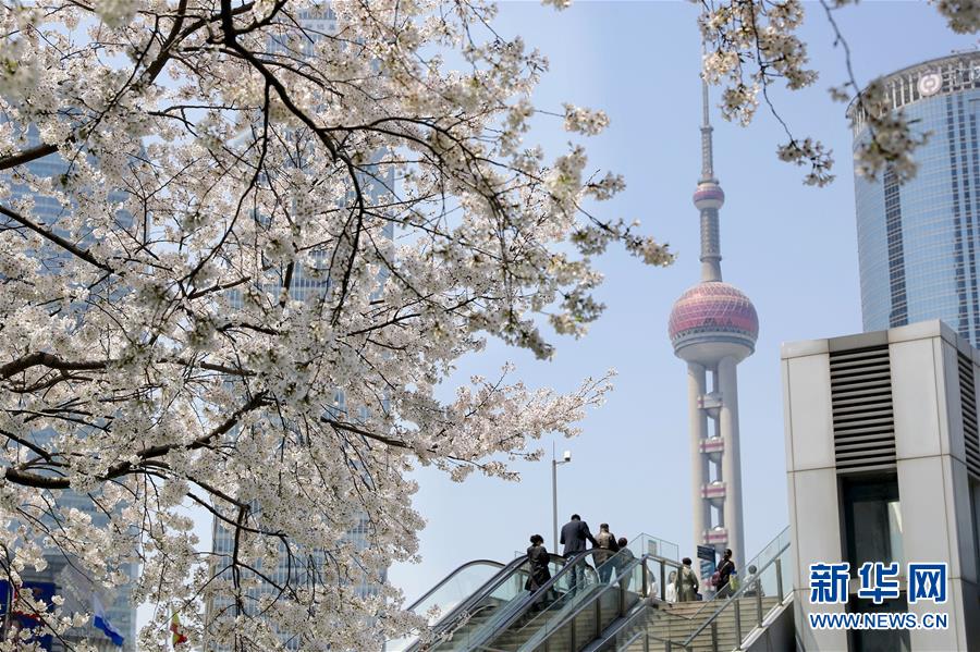 （環(huán)境）（1）上海陸家嘴：櫻花爛漫春光好