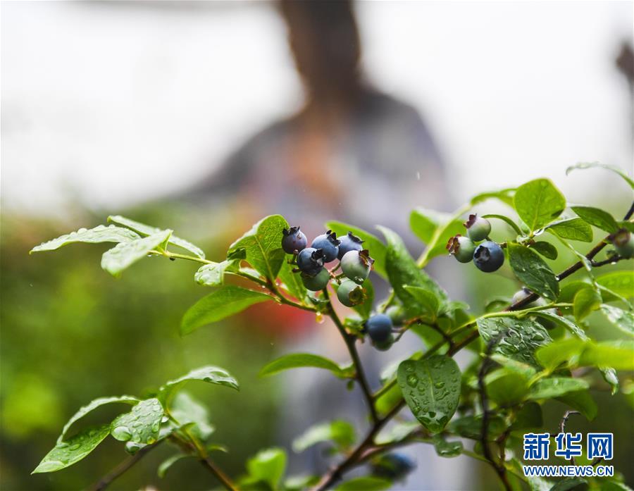（經(jīng)濟）（1）美麗鄉(xiāng)村開啟 “水果采摘季”