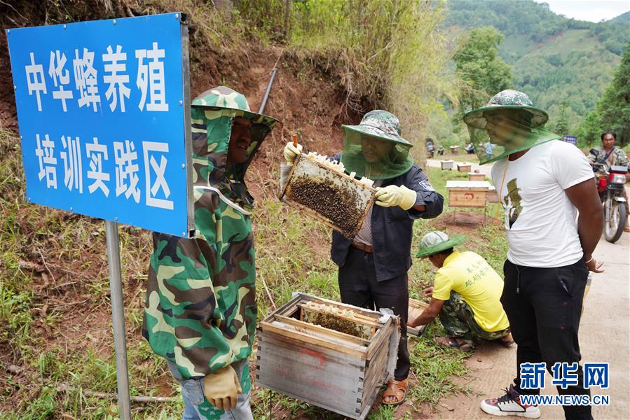 （直過民族脫貧攻堅·圖文互動）（1）追逐甜蜜的拉祜人生活蝶變