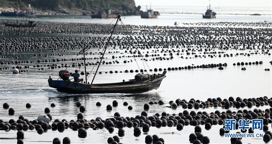 （經(jīng)濟(jì)）（1）遼寧長海：海洋牧場收獲忙