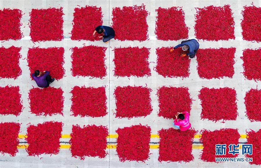 （社會(huì)）（3）瞰豐收——辣椒豐收富農(nóng)家