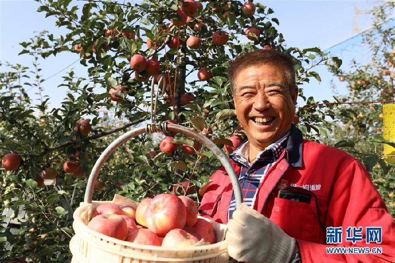 （社會）（3）“蘋果之鄉(xiāng)”蘋果紅了