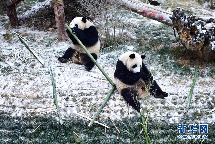 （社會(huì)）（1）雪中大熊貓