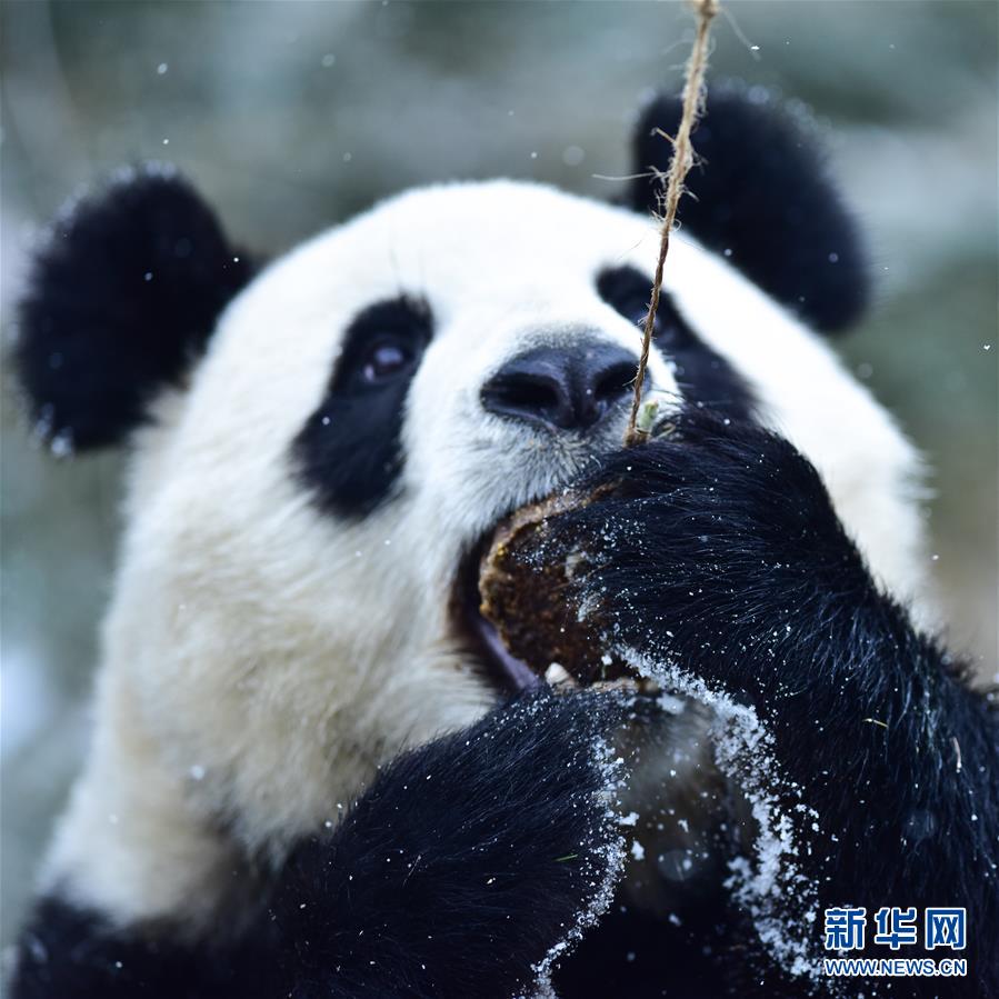 （社會(huì)）（6）雪中大熊貓