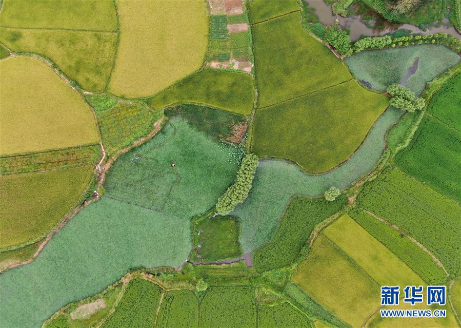 （美麗中國）（3）鄉村稻田“調色板”