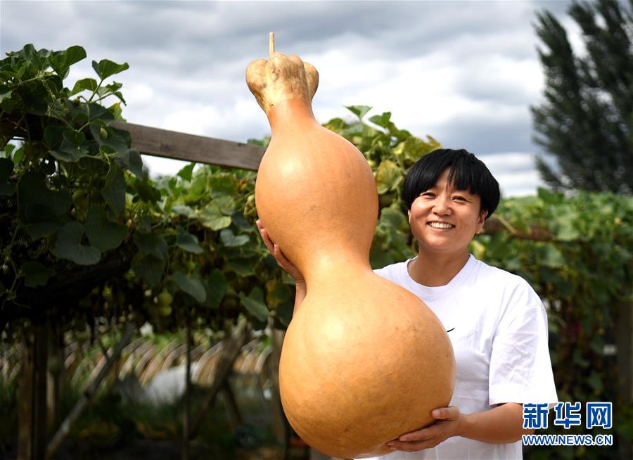 （經濟）（1）河北固安：特色種植助農增收
