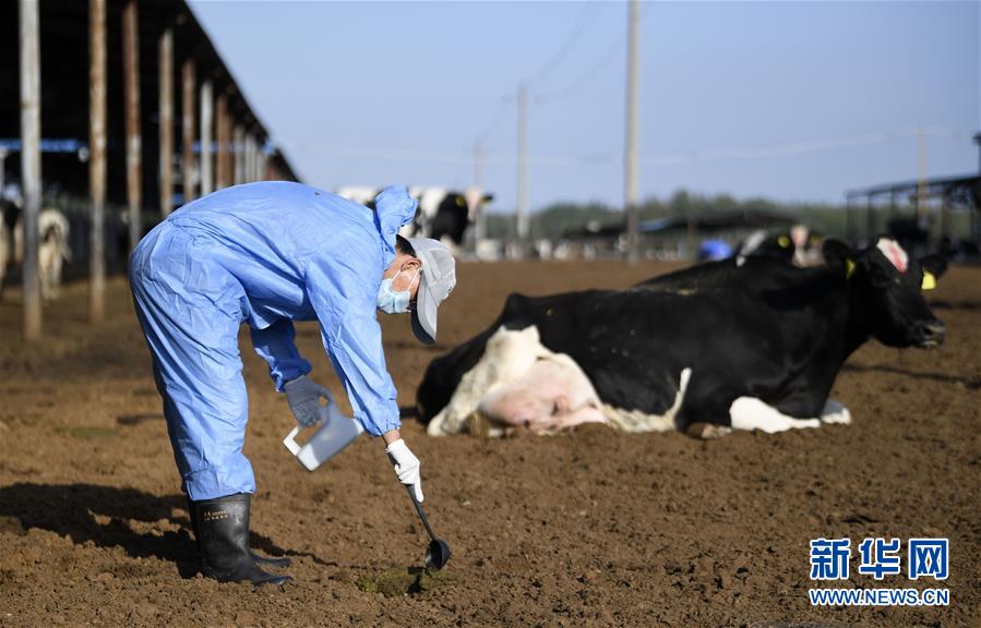 （經濟）（6）沙漠治理變身“奶牛樂園”