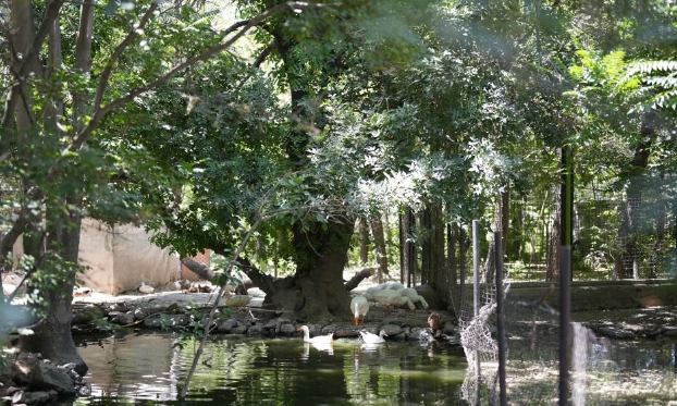 記者手記丨喀布爾動物園：戰亂之地動物們的安居之所