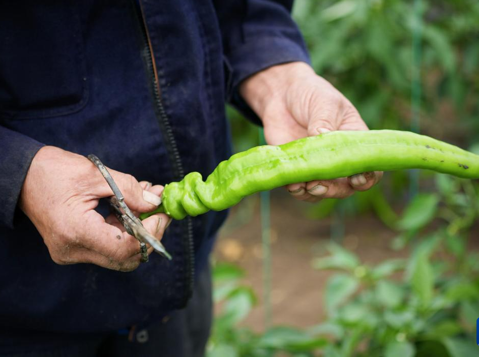 河北豐寧：蔬菜產業助力鄉村振興