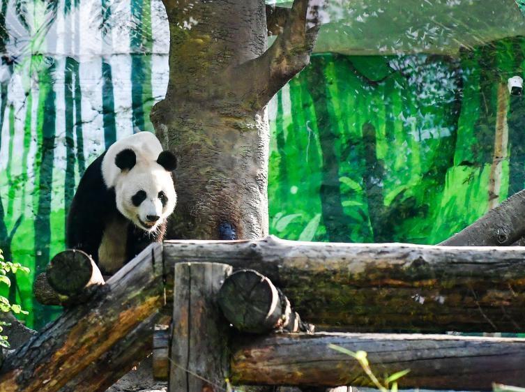 莫斯科動物園為旅俄大熊貓“如意”慶生
