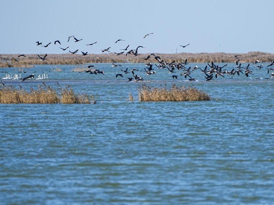 黃河三角洲國家級自然保護區迎來大批越冬候鳥