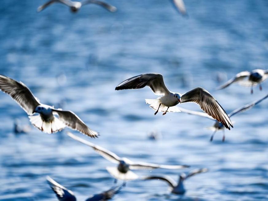 海鷗舞動老碼頭