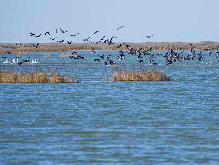 中國之城丨山東東營:河海交匯的濕地之城