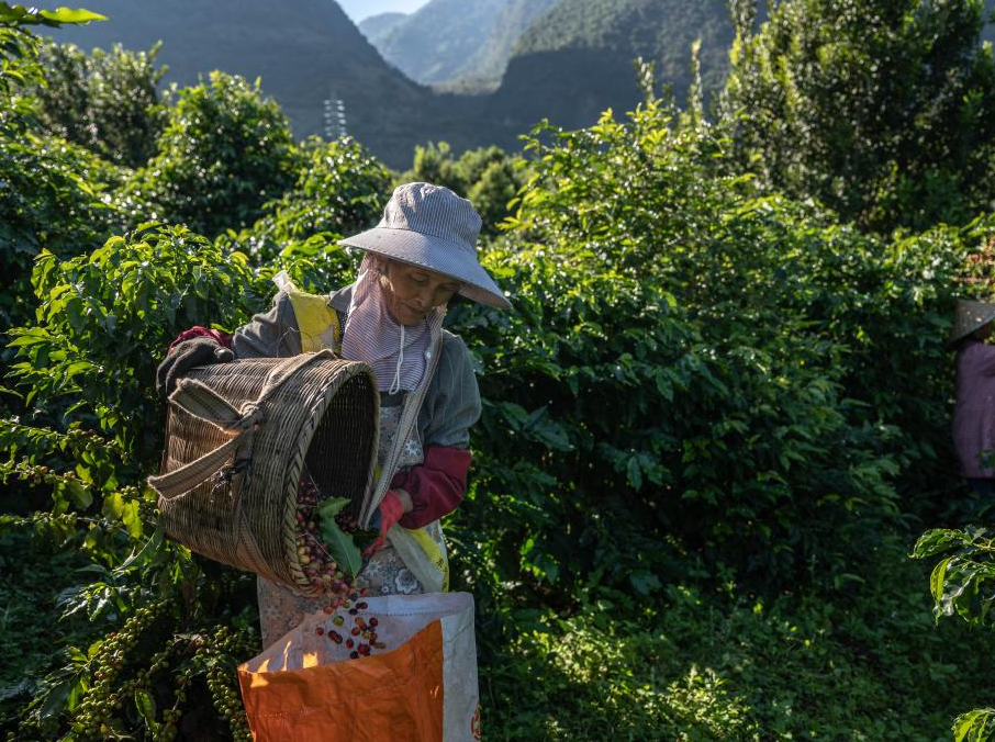 云南保山:咖啡進入收獲季