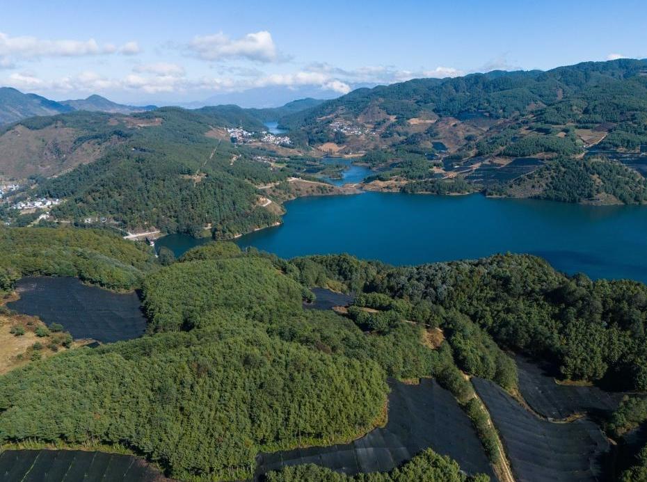 云南保山：“綠色黃金”富民增收