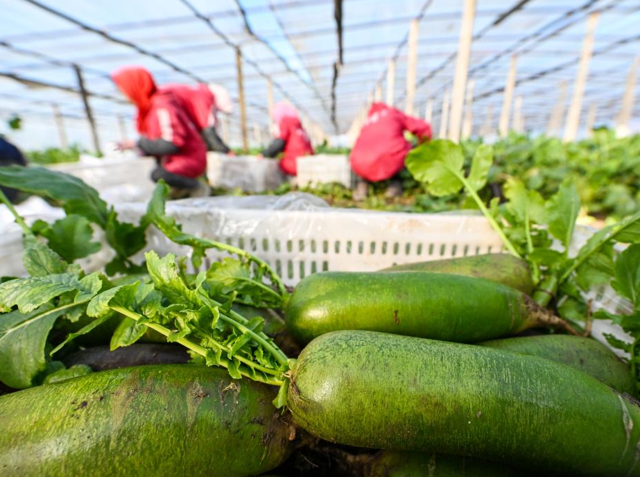 天津:沙窩蘿卜迎來豐收季