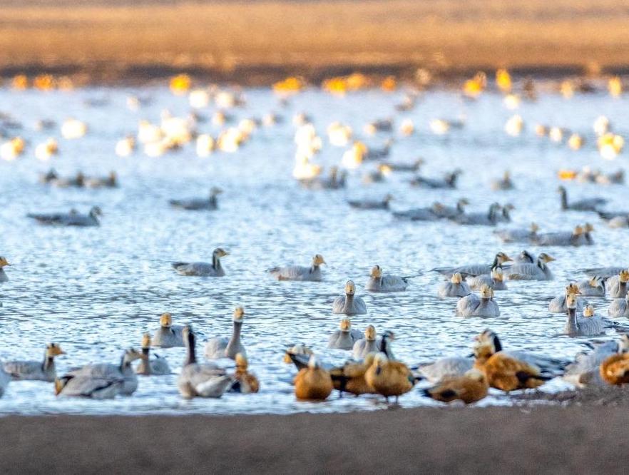 西藏林周迎來大批越冬候鳥