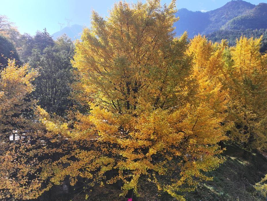 湖南雙牌:滿園銀杏燦如金