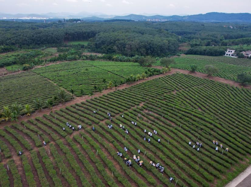 海南白沙：“三棵樹”共繪熱帶特色產業振興圖