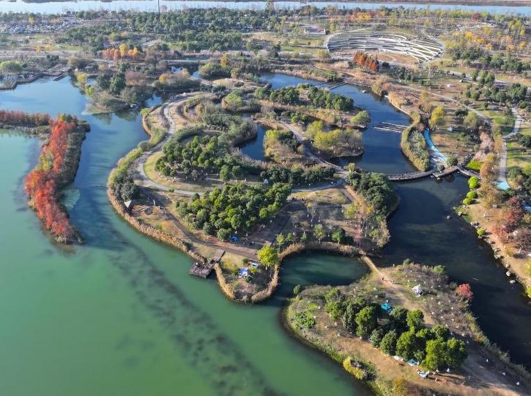 湖南長沙:水杉畫卷引客來