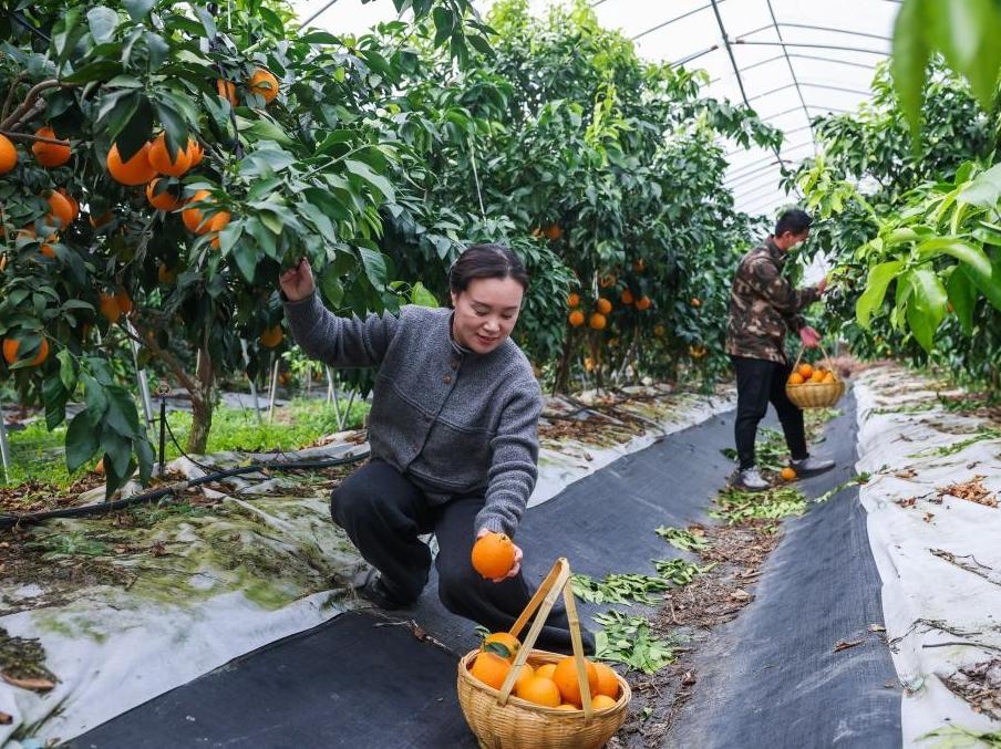 浙江長興：發展特色農業助力鄉村振興