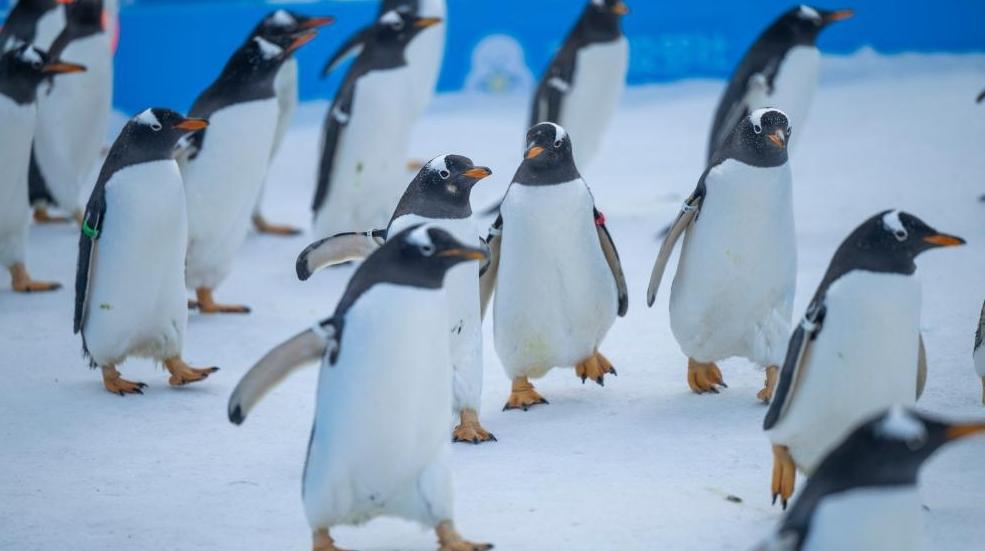 哈爾濱:百只企鵝巡游