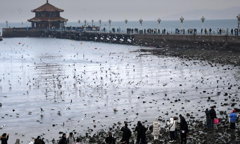 冬日棧橋賞海鷗