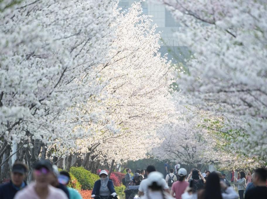 在杭州,路過“樹”的浪漫