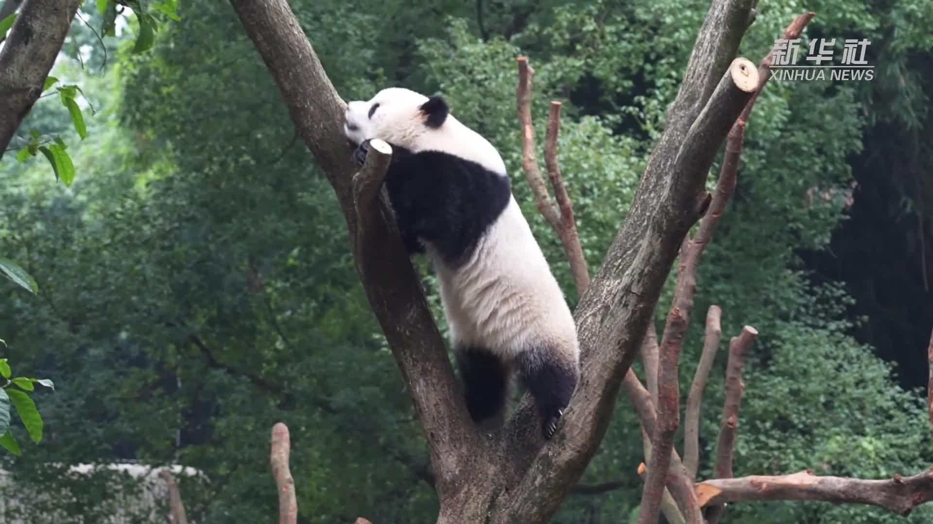 重慶動物園大熊貓搬新家