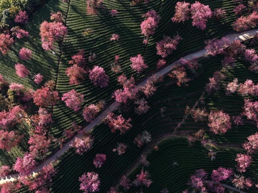 美麗中國丨云南南澗：無量山冬櫻花綻放