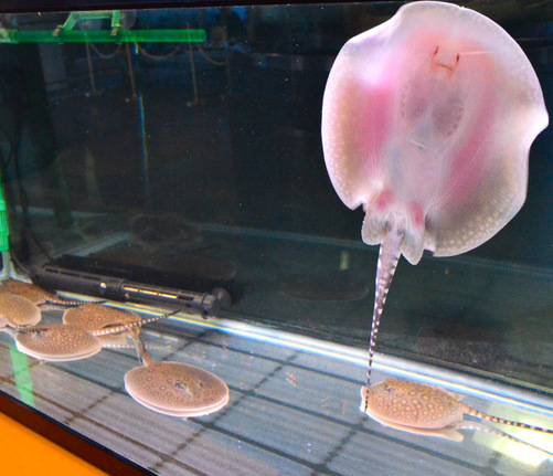 日本水族館稀有“珍珠魟”產(chǎn)下8條幼魚(yú)（圖）