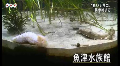 這只白色海參與其他海參一起