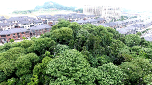 湖州：十年治礦滿山綠 產(chǎn)業(yè)再造獲新生