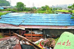 豬棚扎堆焚燒垃圾廣州棠下整治10年收效甚微