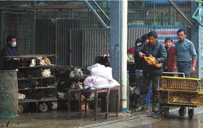 上海接觸H7N9死者后發熱患者未被感染 正在恢復