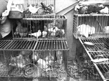 H7N9禽流感沖擊濟南活雞市場每天消毒三次